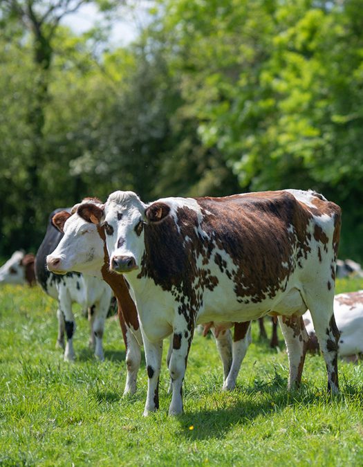 bloc-cms-terroir-vache-isigny