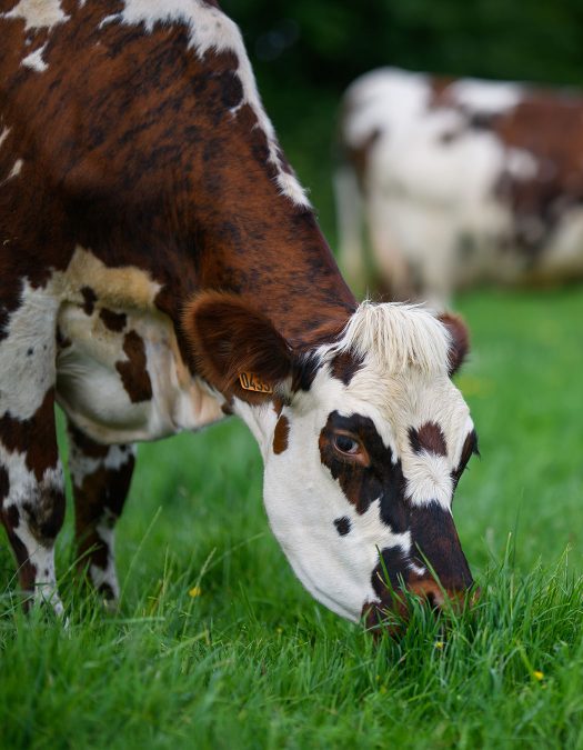 bloc-cms-terroir-vache-isigny3